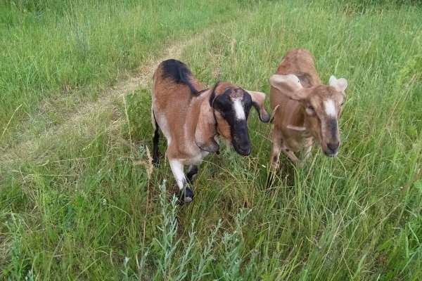 Фото Кемпинг «Ранчо»