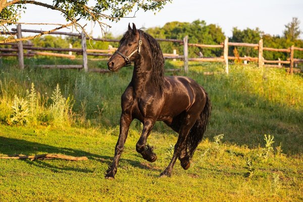 Фото Парк Кудыкина гора