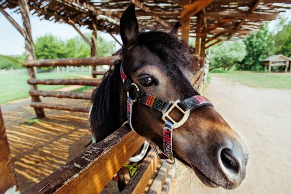 Фото Парк Кудыкина гора