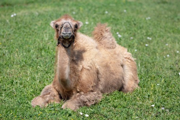 Фото Парк Кудыкина гора