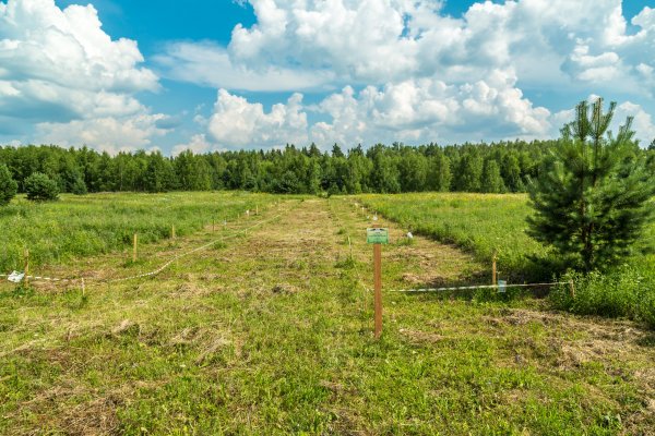 Фото Дендропарк в Смоленском поозёрье
