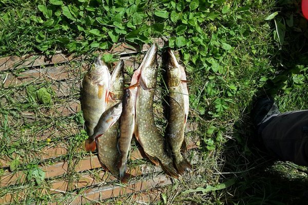 Фото Кемпинг Медведица