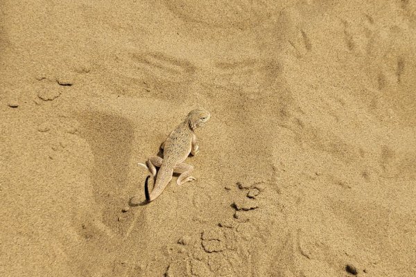 Фото Бархан Сары-кум