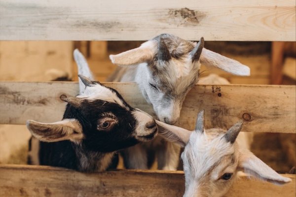 Фото Кемпинг «Farm&Village»