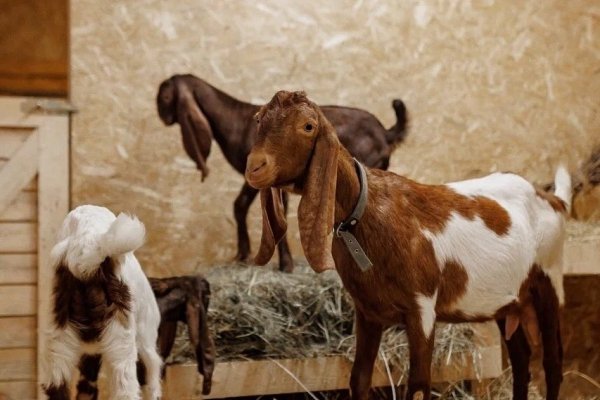 Фото Кемпинг «Farm&Village»