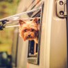 Путешествие с собакой в доме на колесах