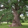 400-летний Вешенский дуб